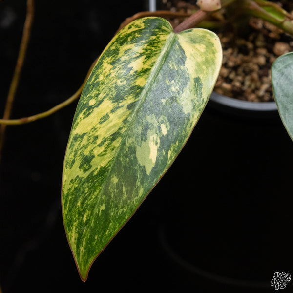 Philodendron 'Emerald Queen' variegated (B50)