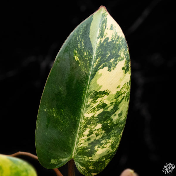 Philodendron 'Emerald Queen' variegated (B50)