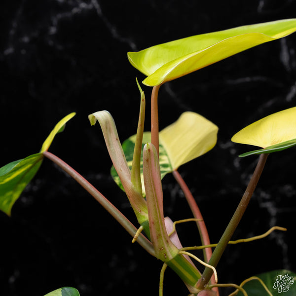 Philodendron 'Emerald Queen' variegated (A51)