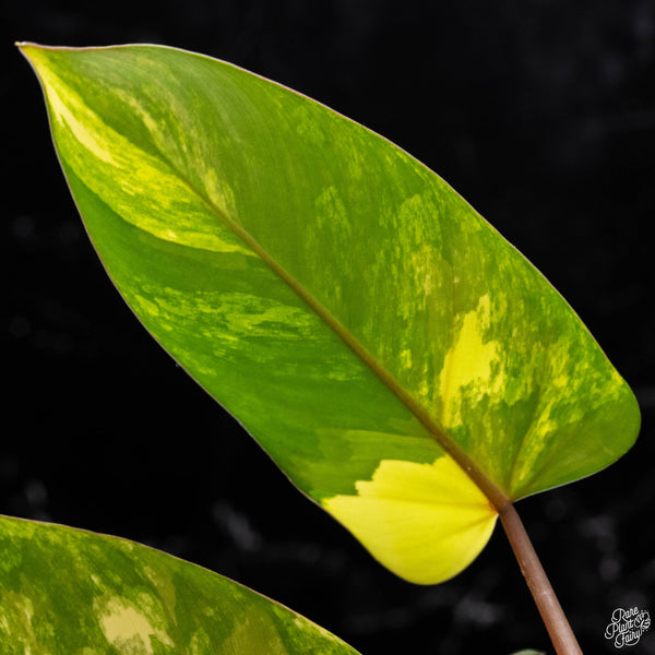 Philodendron 'Emerald Queen' variegated (A51)