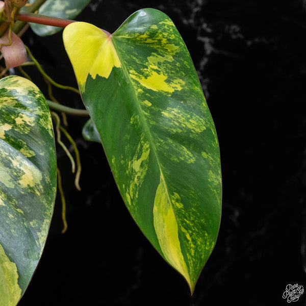 Philodendron 'Emerald Queen' variegated (A51)