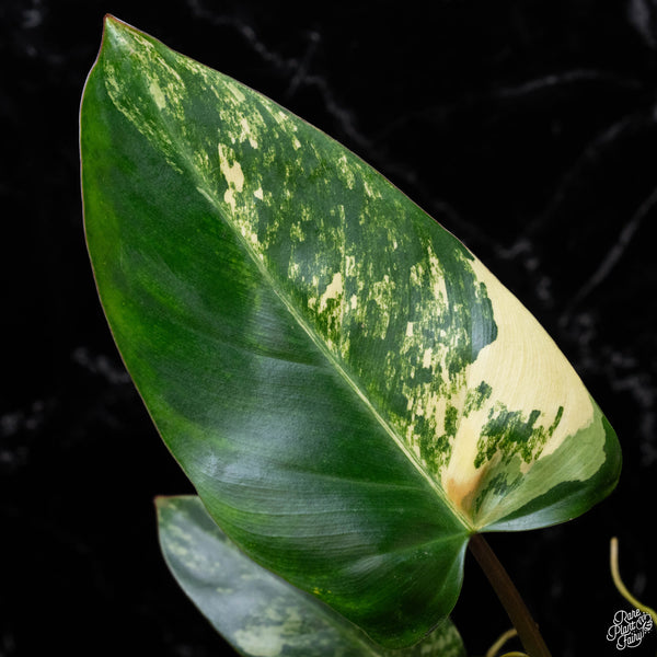 Philodendron 'Emerald Queen' variegated (A51)