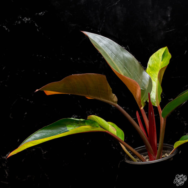 Philodendron 'Firebird' variegated (A50)