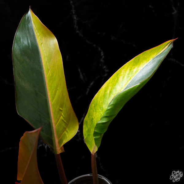 Philodendron 'Firebird' variegated (A50)