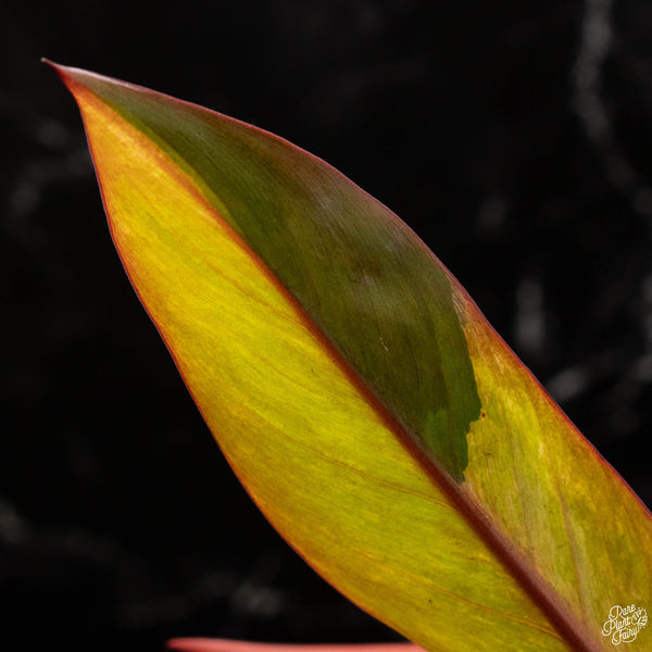 Philodendron 'Firebird' variegated (A49)