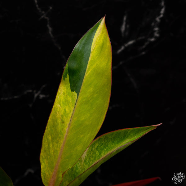 Philodendron 'Firebird' variegated (A49)