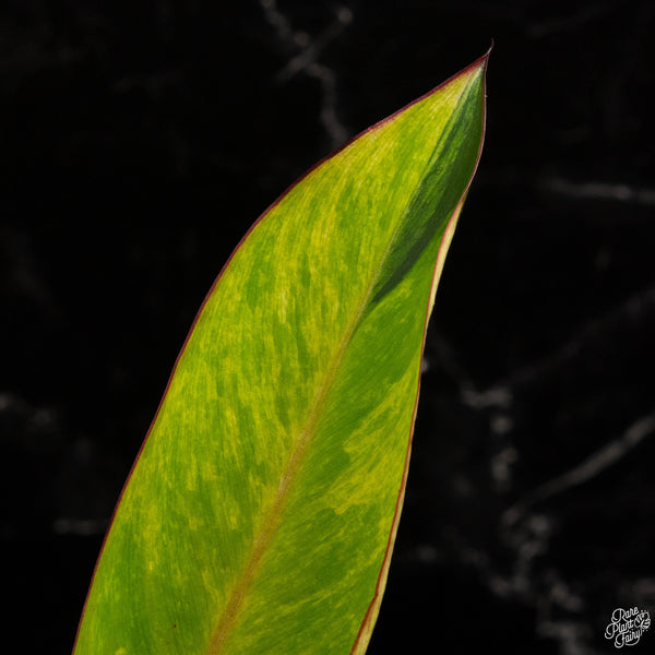 Philodendron 'Firebird' variegated (A49)