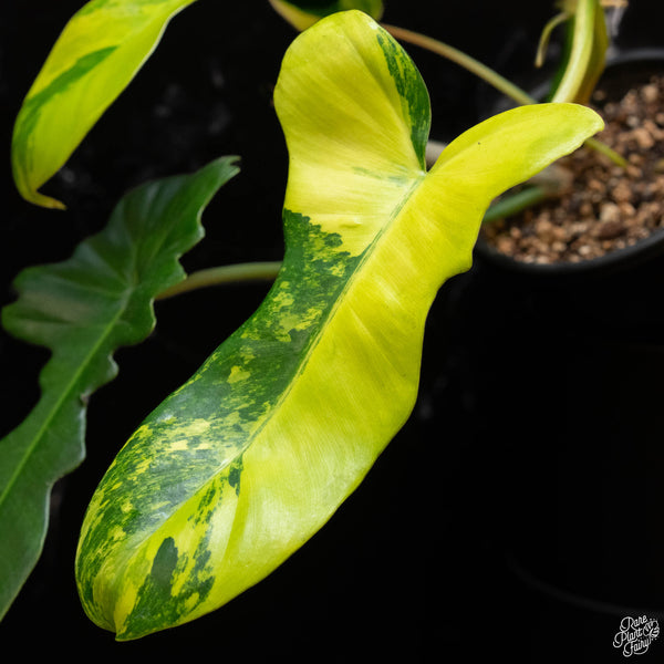 Philodendron 'Florida Beauty' x mayoi (1B)