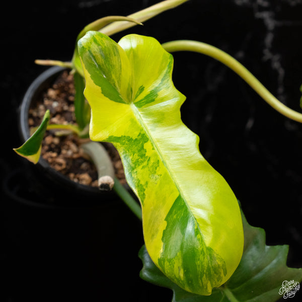 Philodendron 'Florida Beauty' x mayoi (1B)