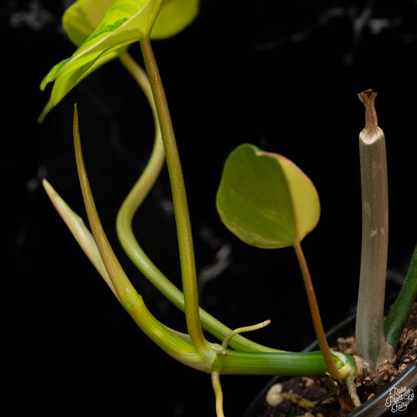 Philodendron 'Florida Beauty' x mayoi (1B)