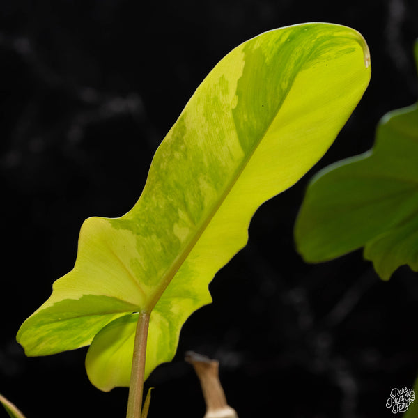 Philodendron 'Florida Beauty' x mayoi (1B)