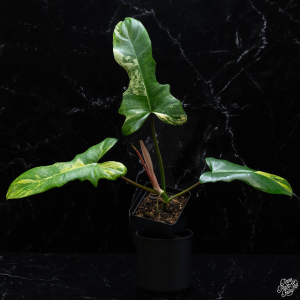 Philodendron 'Florida Beauty' x mayoi (wk3-A)