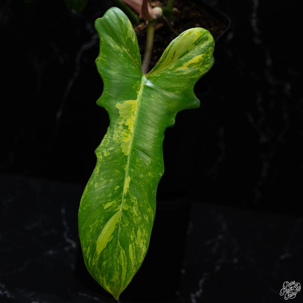 Philodendron 'Florida Beauty' x mayoi (wk3-A)