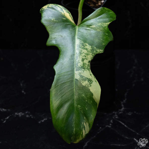 Philodendron 'Florida Beauty' x mayoi (wk3-A)