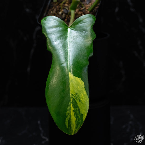 Philodendron 'Florida Beauty' x mayoi (wk3-A)