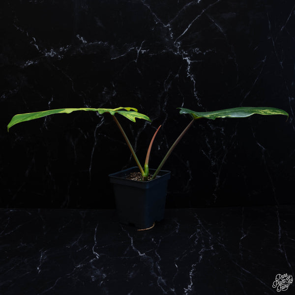 Philodendron 'Florida Beauty' x mayoi (wk3-B)