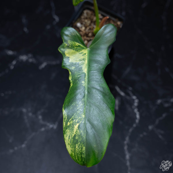 Philodendron 'Florida Beauty' x mayoi (wk3-B)