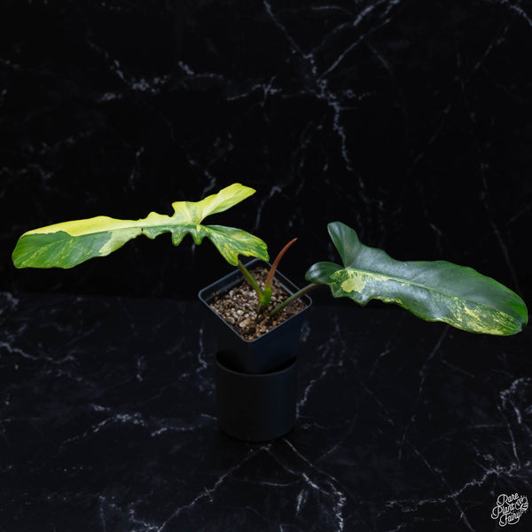 Philodendron 'Florida Beauty' x mayoi (wk3-B)