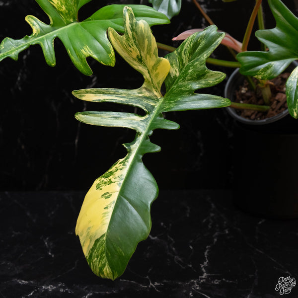 Philodendron 'Florida Beauty' x mayoi (wk4-A) XL