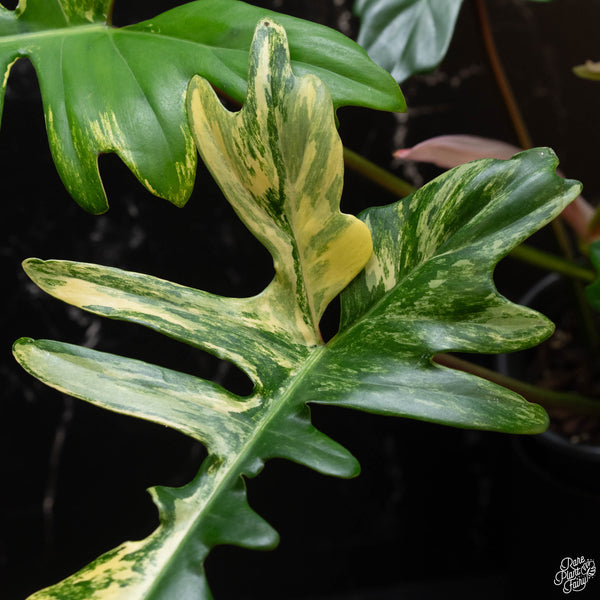 Philodendron 'Florida Beauty' x mayoi (wk4-A) XL