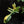 Load image into Gallery viewer, Philodendron &#39;Florida Beauty&#39; x mayoi (A46)
