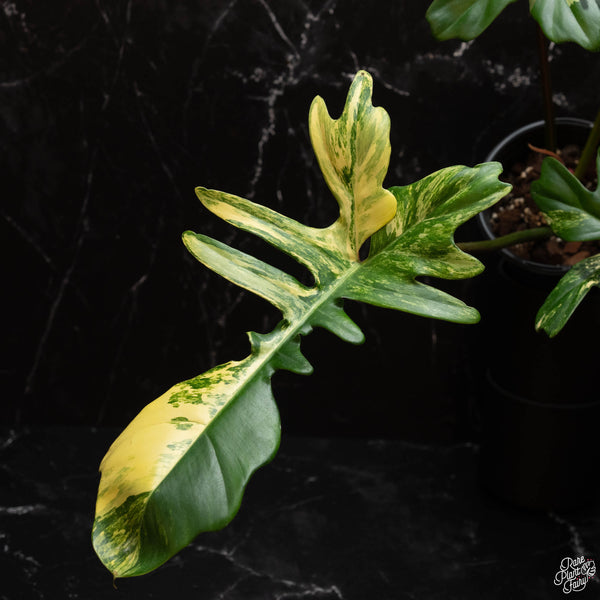 Philodendron 'Florida Beauty' x mayoi (A46)