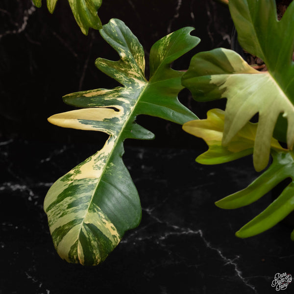 Philodendron 'Florida Beauty' x mayoi (A46)