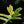 Load image into Gallery viewer, Philodendron &#39;Florida Beauty&#39; x mayoi (A46)
