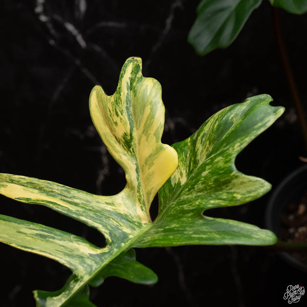 Philodendron 'Florida Beauty' x mayoi (A46)