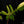 Load image into Gallery viewer, Philodendron &#39;Florida Beauty&#39; x mayoi (A51)
