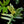 Load image into Gallery viewer, Philodendron &#39;Florida Beauty&#39; x mayoi (A51)
