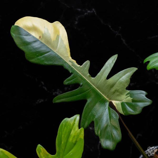 Philodendron 'Florida Beauty' x mayoi (A51)