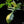 Load image into Gallery viewer, Philodendron &#39;Florida Beauty&#39; x mayoi (A51)
