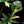 Load image into Gallery viewer, Philodendron &#39;Florida Beauty&#39; x mayoi (A51)
