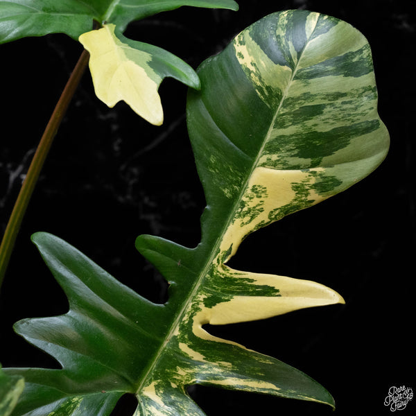 Philodendron 'Florida Beauty' x mayoi (A51)