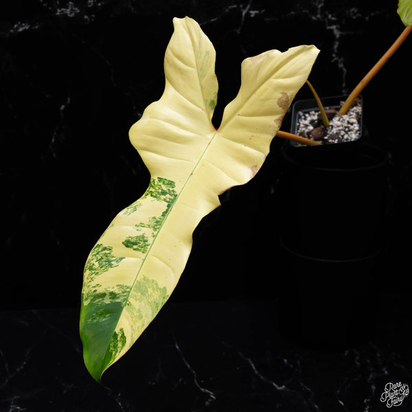 Philodendron 'Florida Beauty' x billietiae (A51)