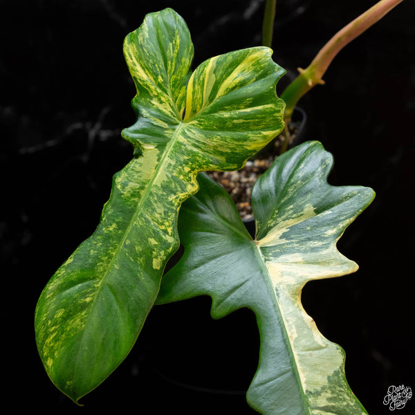 Philodendron 'Florida Beauty' x mayoi (1A)