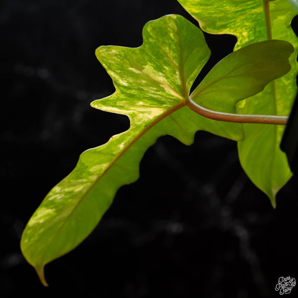 Philodendron 'Florida Beauty' x mayoi (1A)