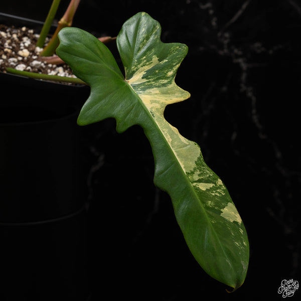 Philodendron 'Florida Beauty' x mayoi (A48)