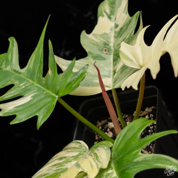 Philodendron 'Florida Beauty' x 'Tortum' (A50)