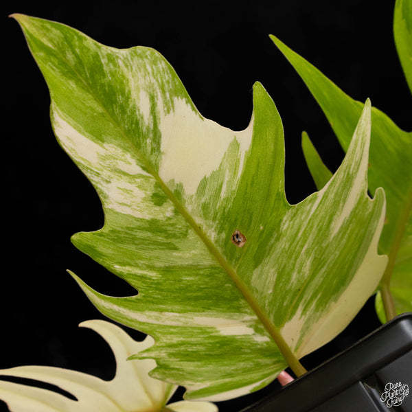 Philodendron 'Florida Beauty' x 'Tortum' (A50)