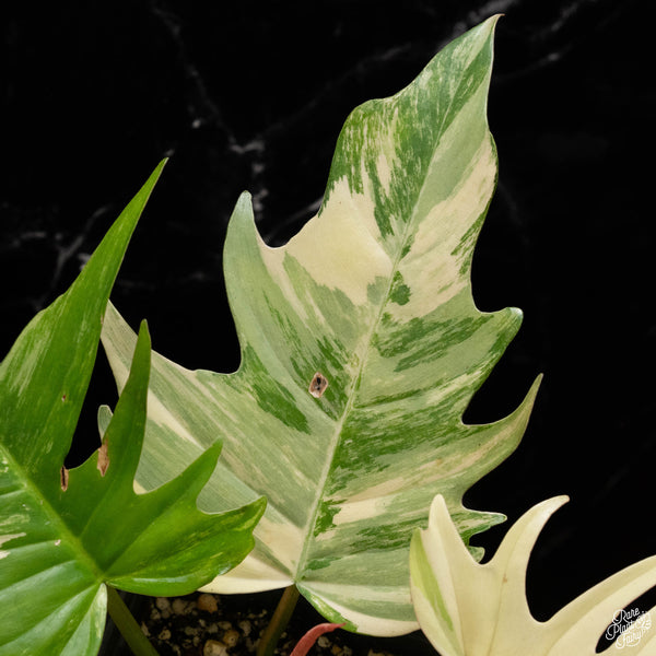 Philodendron 'Florida Beauty' x 'Tortum' (A50)