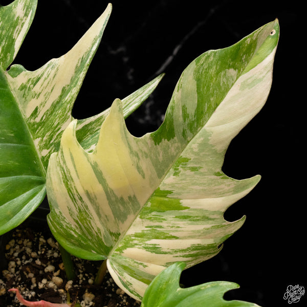 Philodendron 'Florida Beauty' x 'Tortum' (A50)