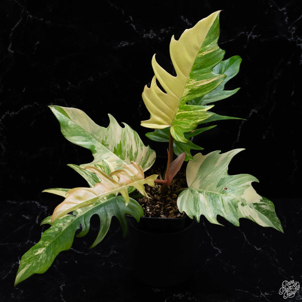 Philodendron 'Florida Beauty' x 'Tortum' (wk3-A)