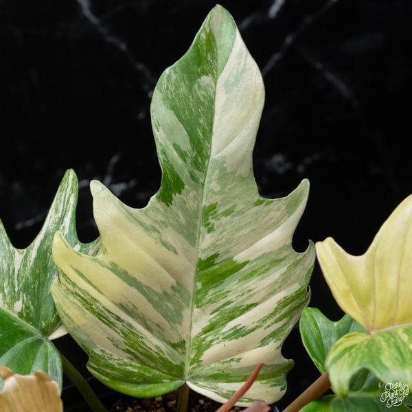 Philodendron 'Florida Beauty' x 'Tortum' (wk3-A)