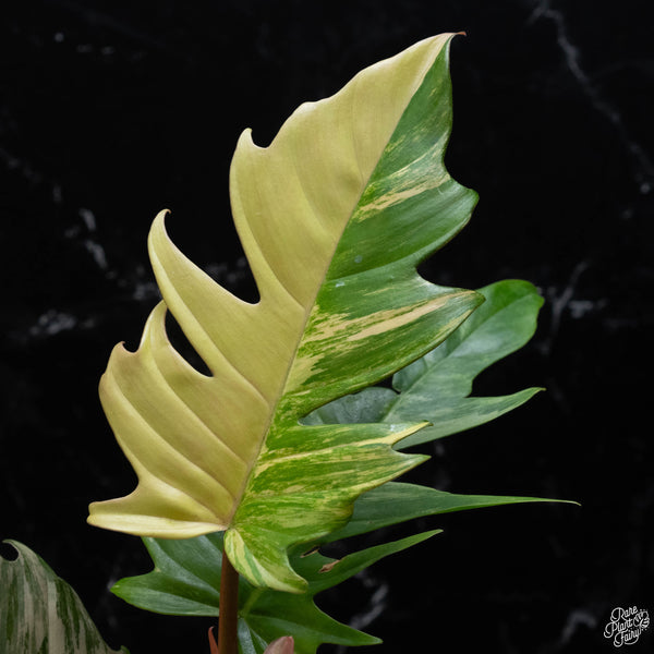 Philodendron 'Florida Beauty' x 'Tortum' (wk3-A)