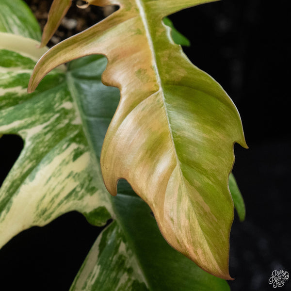 Philodendron 'Florida Beauty' x 'Tortum' (wk3-A)