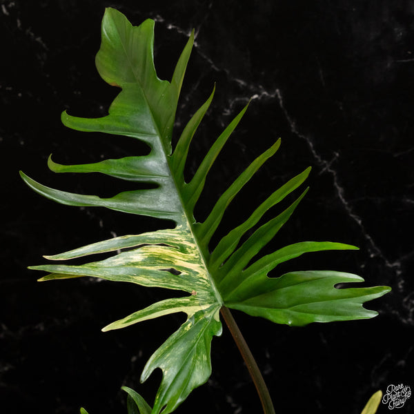 Philodendron 'Florida Beauty' x 'Tortum' (A49) *Excellent Form*