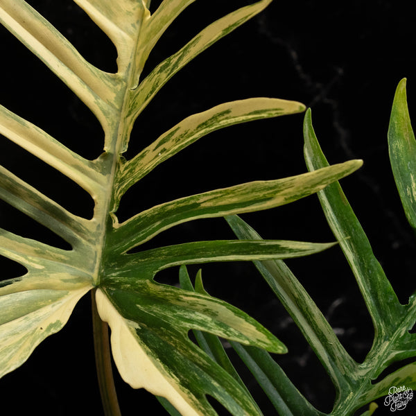 Philodendron 'Florida Beauty' x 'Tortum' (A49) *Excellent Form*