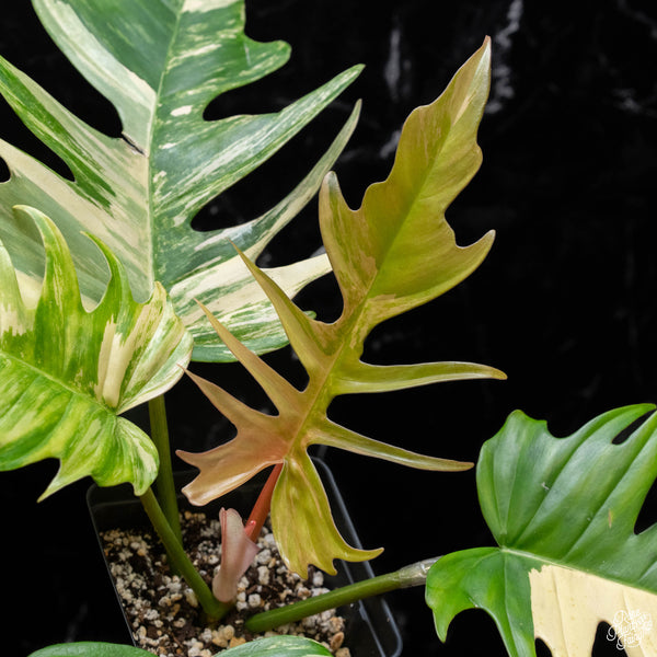 Philodendron 'Florida Beauty' x 'Tortum' (A51)